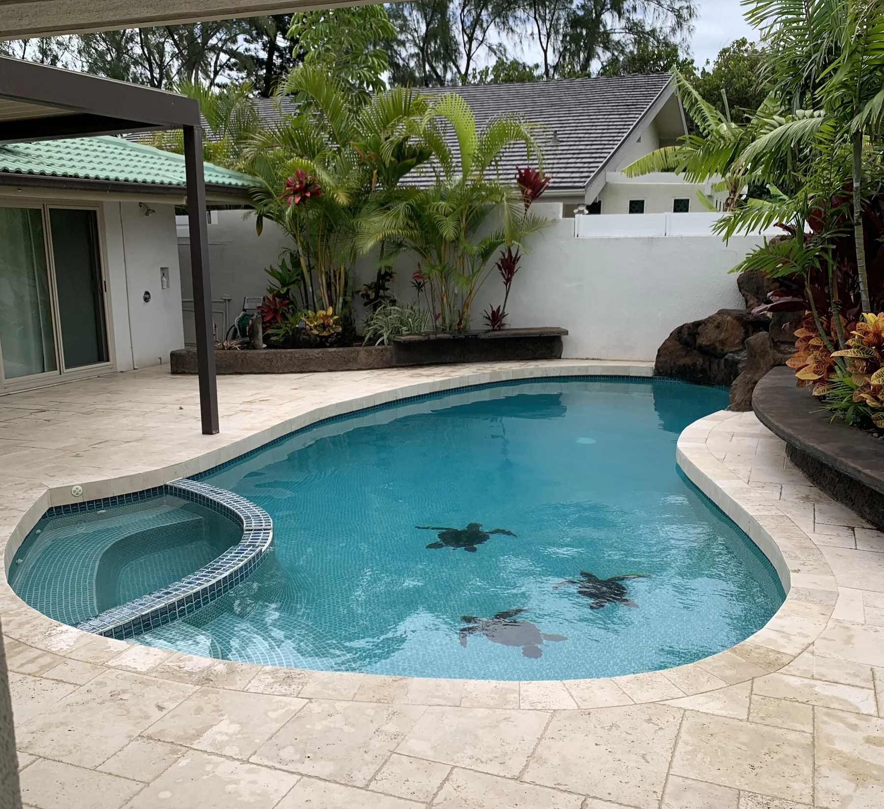 Freeform swimming pool and raised spa in a tropical courtyard